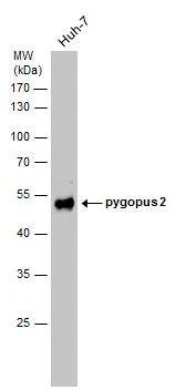 Pygopus-2 Antibody