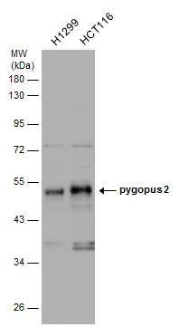Pygopus-2 Antibody