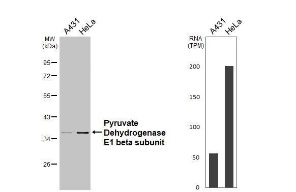 Pyruvate Dehydrogenase E1 beta subunit Antibody