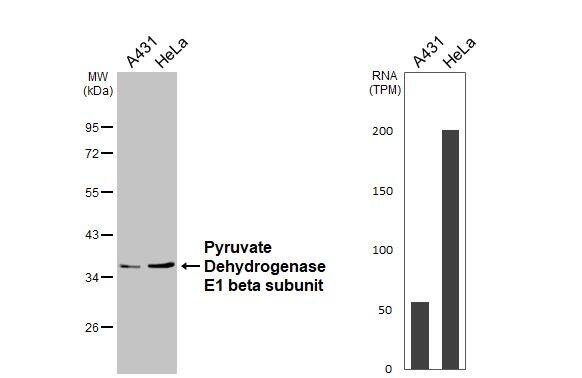 Pyruvate Dehydrogenase E1 beta subunit Antibody