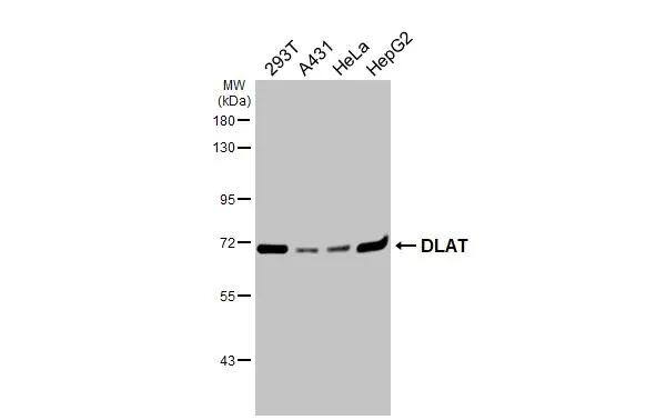 Pyruvate Dehydrogenase E2 Antibody