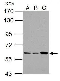 PKLR Antibody - BSA Free