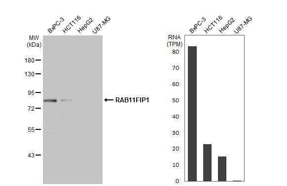 FIP1/RCP Antibody - BSA Free