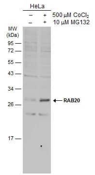 Rab20 Antibody