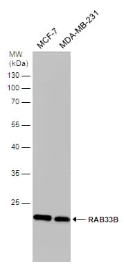 RAB33B Antibody