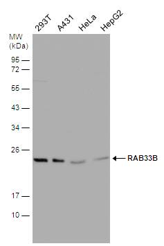 RAB33B Antibody
