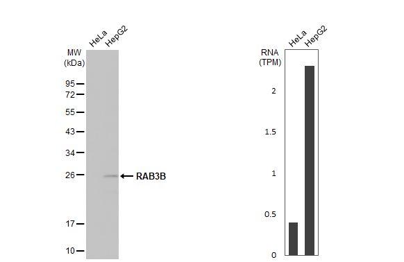 RAB3B Antibody