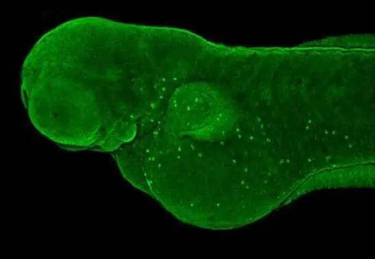 MgcRacGAP/RACGAP1 Antibody