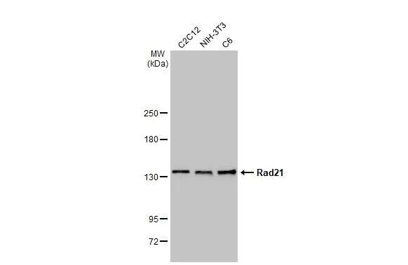 Rad21 Antibody