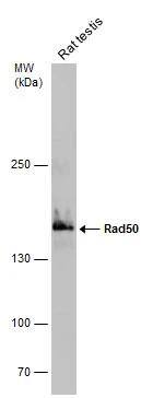Rad50 Antibody