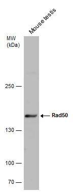 Rad50 Antibody