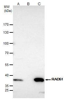 Rad51 Antibody