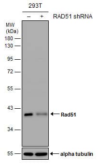 Rad51 Antibody