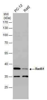 Rad51 Antibody