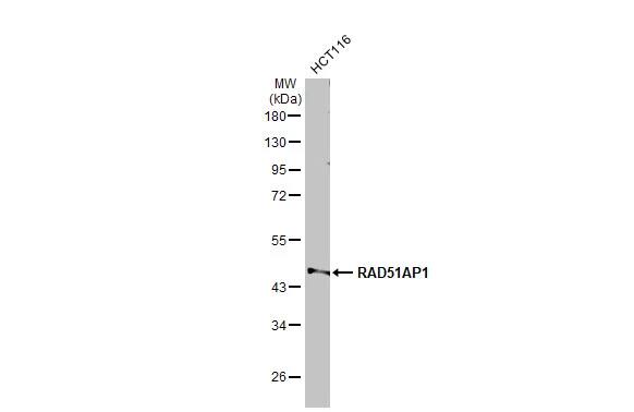 RAD51AP1 Antibody