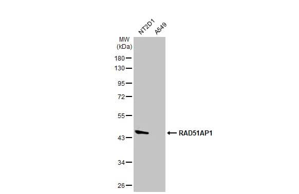 RAD51AP1 Antibody