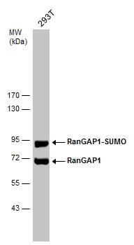 RanGAP1 Antibody