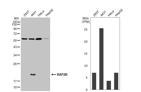 Rap2B Antibody