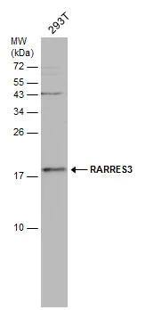 RARRES3 Antibody - BSA Free