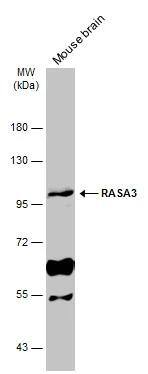 RASA3 Antibody - BSA Free