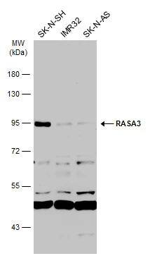 RASA3 Antibody - BSA Free