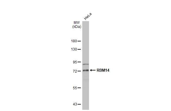 RBM14 Antibody