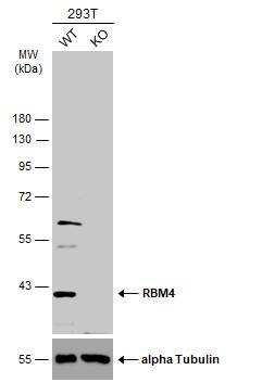 RBM4 Antibody