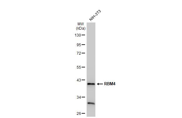 RBM4 Antibody