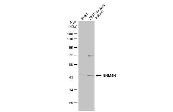 RBM4B Antibody