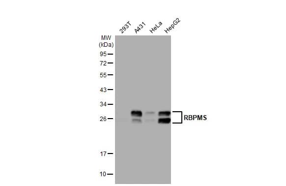 RBPMS Antibody