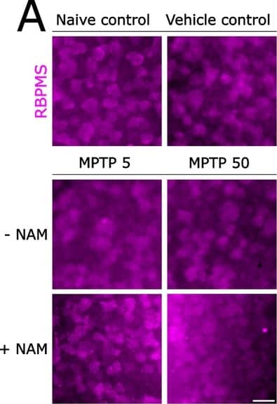 RBPMS Antibody - Azide and BSA Free