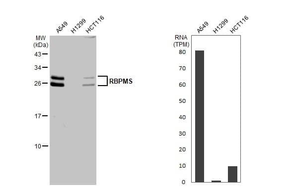 RBPMS Antibody - BSA Free