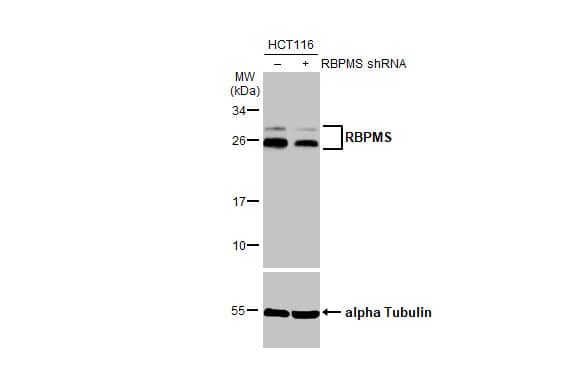 RBPMS Antibody - BSA Free