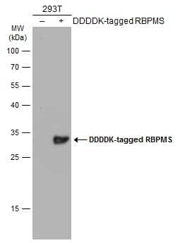 RBPMS Antibody - BSA Free