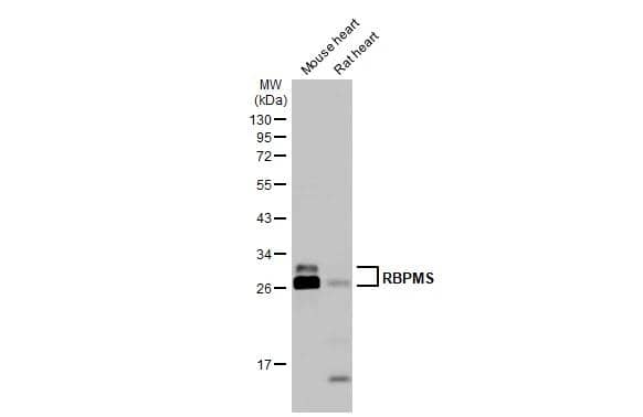 RBPMS Antibody - BSA Free