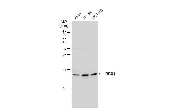 RBX1 Antibody