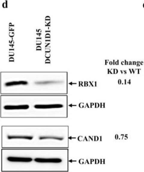 RBX1 Antibody - BSA Free