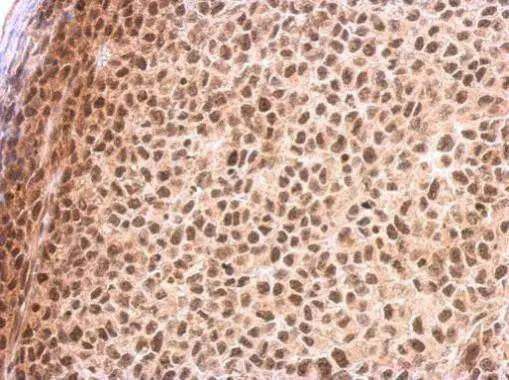 RED Antibody - BSA Free