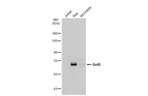 RelB Antibody