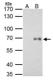 RelB Antibody