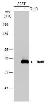 RelB Antibody