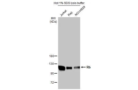 RB1 Antibody - BSA Free