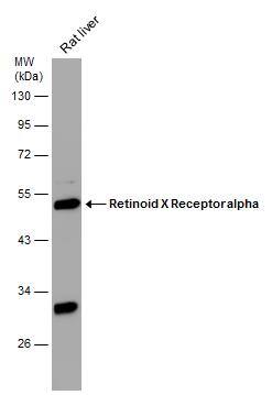 RXR alpha/NR2B1 Antibody