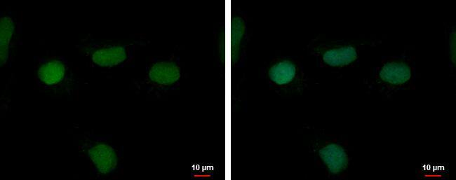 RFPL4B Antibody