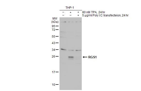 RGS1 Antibody