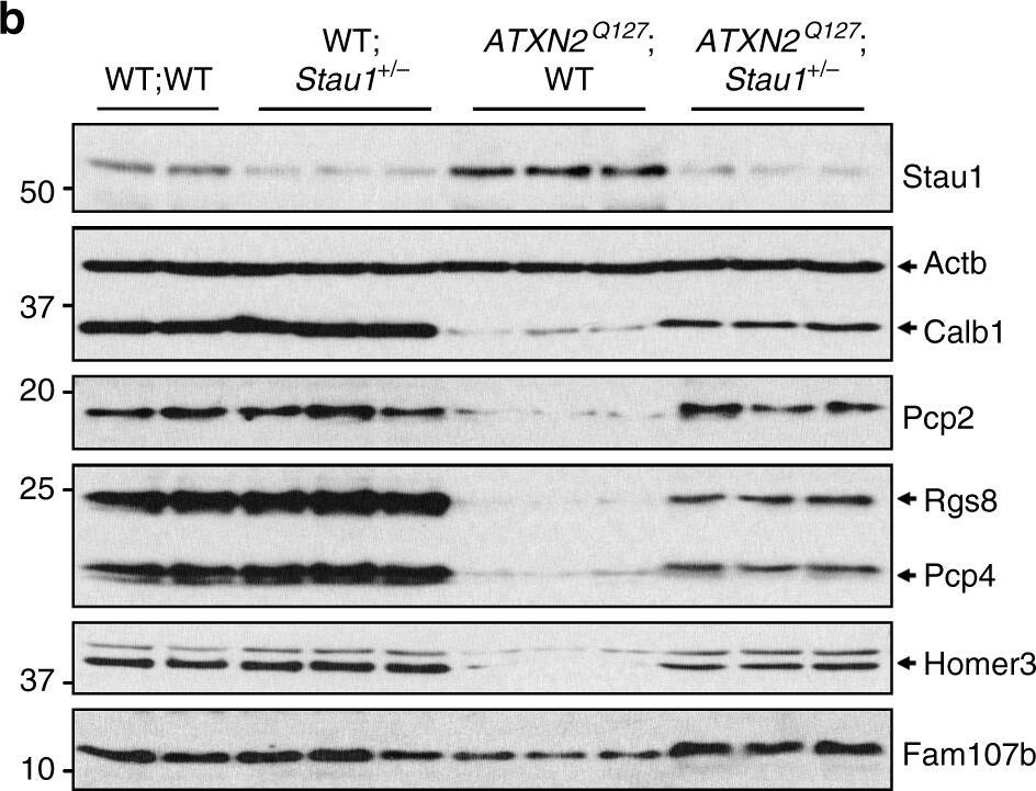 RGS8 Antibody