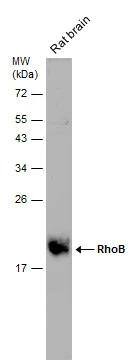 RhoB Antibody - BSA Free