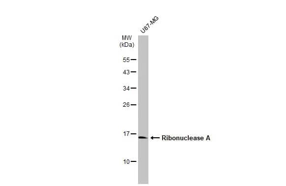 Ribonuclease A Antibody