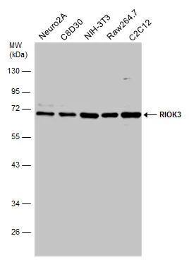 RIOK3 Antibody
