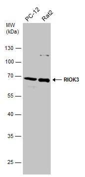 RIOK3 Antibody